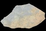 Cruziana (Fossil Trilobite Trackway) Slab - Oklahoma #68977-1